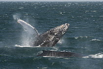 Humpback Whale (Megaptera novaeangliae) breaching, Baja California, Mexico