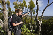 Kakapo (Strigops habroptilus) researcher tracking bird with radio telemetry, Codfish Island, New Zealand