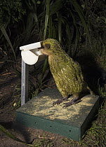 Kakapo (Strigops habroptilus) eating from supplementary food feeder which is activated to open by the bird's tracking device, Codfish Island, New Zealand