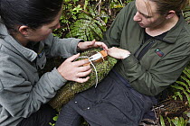 Kakapo (Strigops habroptilus) researchers fitting radio transmitter to bird, Codfish Island, New Zealand