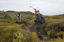 Kakapo (Strigops habroptilus) researchers tracking bird with radio telemetry, Codfish Island, New Zealand
