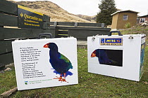 Takahe (Porphyrio mantelli) transport boxes, South Island, New Zealand