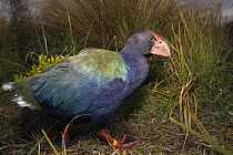 Takahe (Porphyrio mantelli), South Island, New Zealand