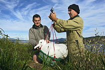 Northern Royal Albatross (Diomedea sanfordi) chick being weighed by researchers, Taiaroa Head, Otago, New Zealand