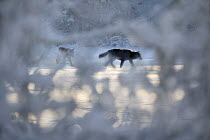 Timber Wolf (Canis lupus) pair in winter, Superior National Forest, Minnesota