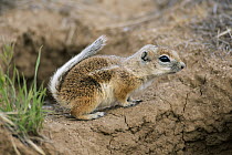 Nelson's Antelope-squirrel(Ammospermophilus nelsoni), Carrizo Plain National Monument, California