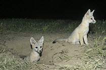 San Joaquin Kit Fox (Vulpes macrotis mutica) pups coming out of burrow at night, Carrizo Plain National Monument, California