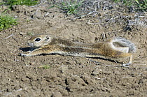 California Ground Squirrel (Spermophilus beecheyi) stretching, Carrizo Plain National Monument, California