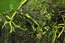 Green Climbing Toad (Bufo coniferus) camouflaged on branch, Piedras Blancas National Park, Costa Rica