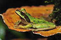 Tarraco Treefrog (Smilisca phaeota) on mushroom, Piedras Blancas National Park, Costa Rica