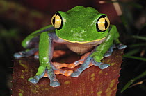 Blue-sided Leaf Frog (Agalychnis annae), Costa Rica