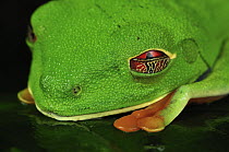 Red-eyed Tree Frog (Agalychnis callidryas) with half closed eyelid, Tortuguero National Park, Costa Rica
