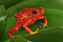 Harlequin Poison Dart Frog (Dendrobates histrionicus) codicia color morph, Colombia