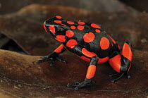 Harlequin Poison Dart Frog (Dendrobates histrionicus) arusi color morph, Colombia