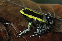 Kokoe Poison Dart Frog (Phyllobates aurotaenia), Utria National Park, Colombia