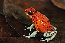 Harlequin Poison Dart Frog (Dendrobates histrionicus) guayacana color morph, Colombia