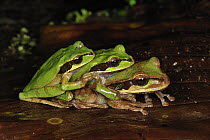 Tarraco Treefrog (Smilisca phaeota) trio in amplexus, Piedras Blancas National Park, Costa Rica