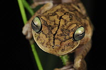 Rosenberg's Gladiator Tree Frog (Hypsiboas rosenbergi), Piedras Blancas National Park, Costa Rica