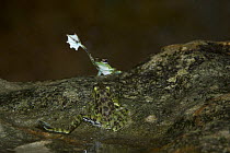 Mindanao Splash Frog (Staurois natator) raising foot during display, Bako National Park, Sarawak, Borneo, Malaysia, digital composite