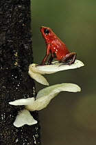 Strawberry Poison Dart Frog (Oophaga pumilio) on mushroom, Tortuguero National Park, Costa Rica