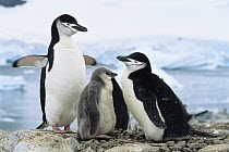 Chinstrap Penguin (Pygoscelis antarctica) pair with chicks, Antarctic Peninsula, Antarctica