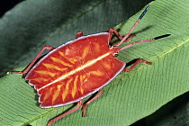 Red Stink Bug (Pycanum rubeus), also known as a Shield Bug, Sabah, Borneo, Malaysia