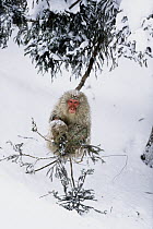 Japanese Macaque (Macaca fuscata) in winter, Japanese Alps, Japan