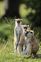 Patas Monkey (Erythrocebus patas) trio, Africa