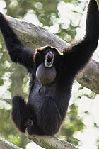 Siamang (Symphalangus syndactylus) vocalizing with vocal pouch inflated, native to southeast Asia