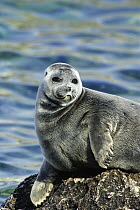 Baikal Seal (Phoca sibirica), Lake Baikal, Zabaikalsky National Park, Russia