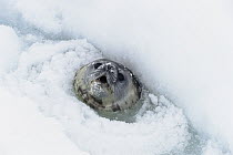 Weddell Seal (Leptonychotes weddellii) in breathing hole, Weddell Sea, Antarctica