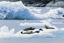 Harbor Seal (Phoca vitulina) group on ice floe, Alaska