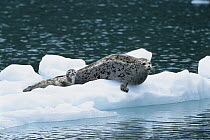 Harbor Seal (Phoca vitulina) mother and pup on ice floe, Alaska