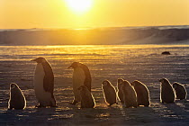 Emperor Penguin (Aptenodytes forsteri) adult pair with chicks walking at sunset, Weddell Sea, Antarctica