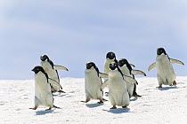 Adelie Penguin (Pygoscelis adeliae) group running, Antarctica