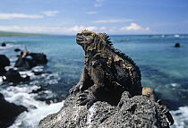 Marine Iguana (Amblyrhynchus cristatus) basking on coastal rocks, Isabella Island, Galapagos Islands, Ecuador