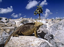 Galapagos Land Iguana (Conolophus subcristatus) basking, South Plaza Island, Galapagos Islands, Ecuador