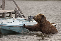 Brown Bear (Ursus arctos) with boat, Kamchatka, Russia