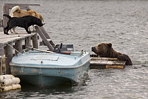 Brown Bear (Ursus arctos), at dock with Domestic Dogs (Canis familiaris) Kamchatka, Russia