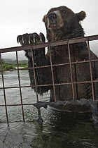 Brown Bear (Ursus arctos), investigating photographer's cage, Kamchatka, Russia