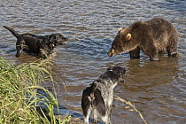Brown Bear (Ursus arctos) cub confronting two Domestic Dogs (Canis familiaris), Kamchatka, Russia