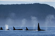 Orca (Orcinus orca) pod spouting at surface, Johnstone Strait, British Colombia, Canada