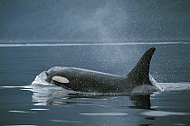 Orca (Orcinus orca), Johnstone Strait, British Colombia, Canada