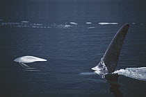 Orca (Orcinus orca) surfacing, Johnstone Strait, British Colombia, Canada