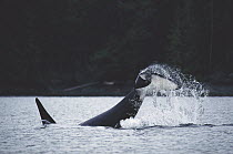 Orca (Orcinus orca) tail slap, Johnstone Strait, British Colombia, Canada