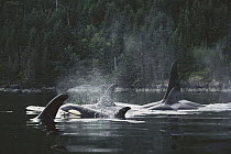 Orca (Orcinus orca) pod at surface, Johnstone Strait, British Colombia, Canada