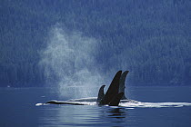 Orca (Orcinus orca) spouting, Johnstone Strait, British Colombia, Canada