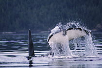 Orca (Orcinus orca) tail slapping, Johnstone Strait, British Colombia, Canada