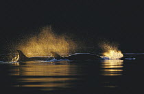 Orca (Orcinus orca) pair spouting in golden light, Johnstone Strait, British Colombia, Canada