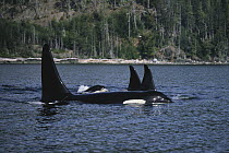 Orca (Orcinus orca) pod at surface, Johnstone Strait, British Colombia, Canada